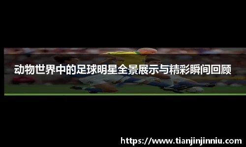 动物世界中的足球明星全景展示与精彩瞬间回顾